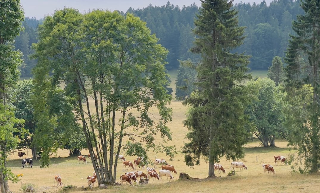 Vais-je y arriver ? (Jour 6)