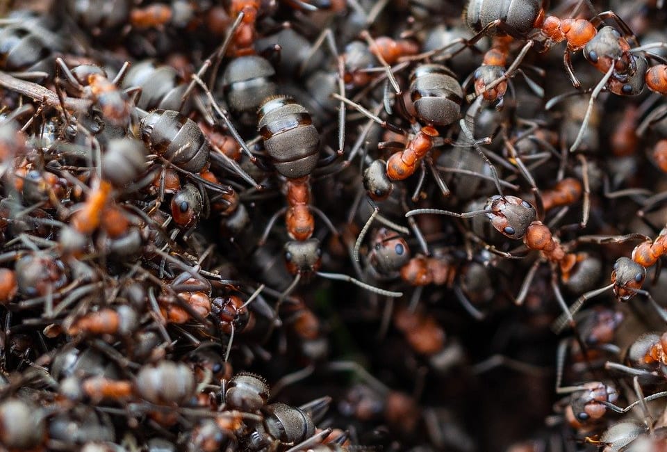 Une classe comme une fourmilière